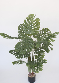MONSTERA C/MACETA 120 CM