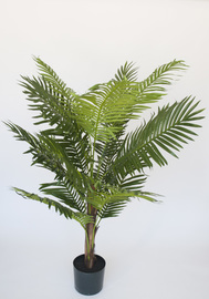 ARECA C/MACETA 150 CM