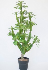 CACTUS SUBULATA C/MACETA 90 CM