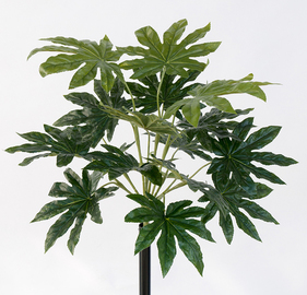 PLANTA ARALIA 45 CM