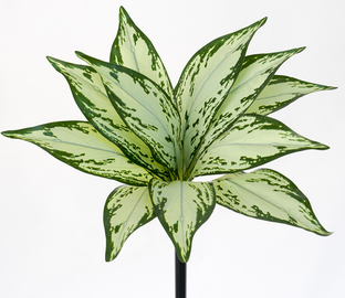 PLANTA DIFENBACHIA 45 CM