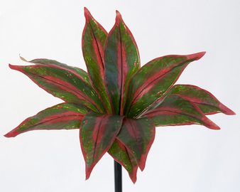 PLANTA CORDYLINE 45 CM