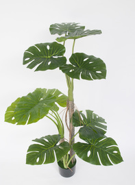 SPLITPHILO C/MACETA 120 CM