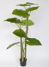 COLOCASIA C/MACETA 150 CM