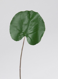 HOJA GALAX VERDE