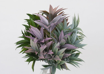 MATA AGAVE 32 CM