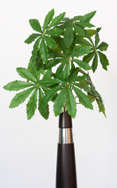 PLANTA MANDIOCA 140 CM