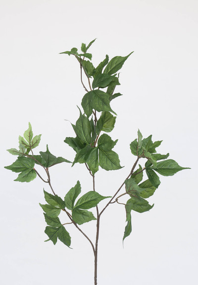 HOJA DE ARCE