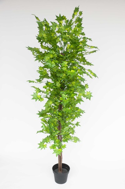 ARBOL TRONCO NATUAL ARCE 180 CM