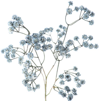 vara de paniculata vintage