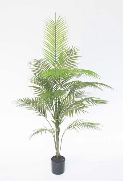 ARECA 150 CM CON MACETA