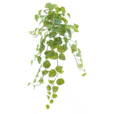 POTHOS COLGANTE 75 CM
