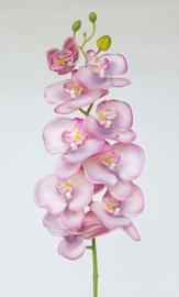 VARA PHALENOPSIS 98 CM