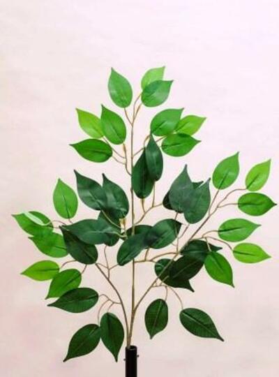 HOJAS FICUS X42