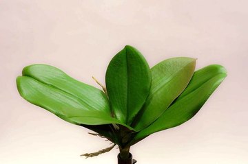 HOJAS ORQUiDEA X5