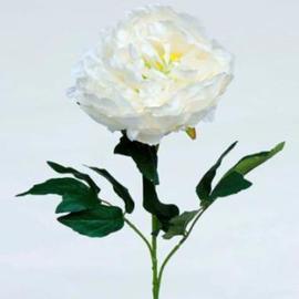 PEONIA 80 CM