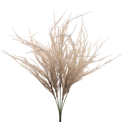 RAMO DIGITARIA SILVESTRE