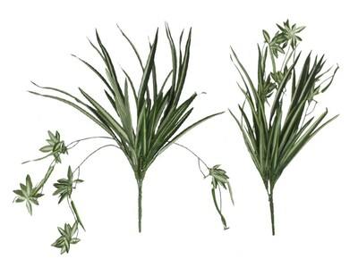 PLANTA CINTA COLGANTE 52 CM