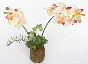 COMPOSICI?N NATURE PHALENOPSIS 34 CM
