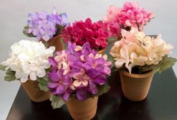 HORTENSIAS C/MACETA TERRACOTA 12 CM