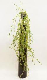 RAMA COLGANTE WILLOW