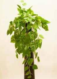 MATA COLGANTE POTHOS 80 CM