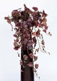 MATA COLGANTE CISSUS 75 CM