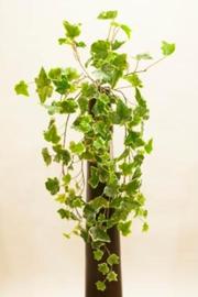 MATA COLGANTE HIEDRA MINI 75 CM VARIGATA