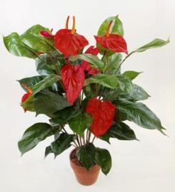 MATA ANTHURIUM 90 CM
