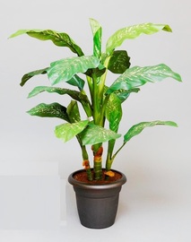 DIFENBACHIA TROPIC 85 CM