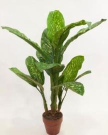 DIFENBACHIA TROPIC 135 CM
