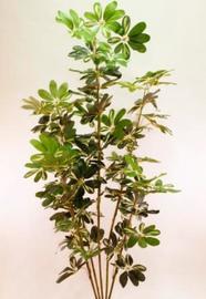 SCHEFLERA 180 CM VARIGATA