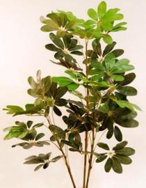 SCHEFLERA 160 CM VERDE