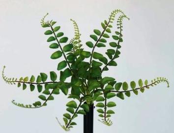 HELECHO TAC/NAT 40X35 CM