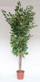 FICUS C/MACETA 180 CM