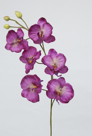 VARA PHALENOPSIS 70 CM FUXIA