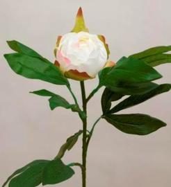 CAPULLO PEONIA