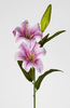 VARA LILIUM TAC/NAT 78 CM MALVA