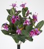 MATA FUCHSIA P?RPURA