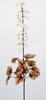 VARA HEUCHERA 95 CM CREMA