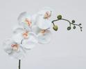 VARA PHALENOPSIS 85 CM