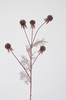 VARA ECHINOPS BURDEOS