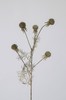 VARA ECHINOPS VERDE