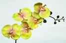 VARA PHALENOPSIS 85 CM VERDE