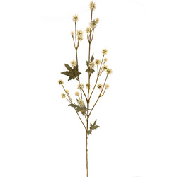 SANICULA ELATA CREMA