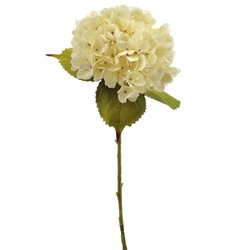 VARA DE HORTENSIA DRY CREMA