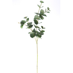 VARA DE EUCALIPTUS VERDE