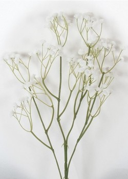 VARA DE PANICULATA 65 CM BLANCO