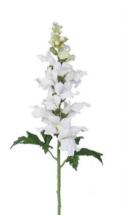 BOCA DE DRAGON (ANTHIRRINUM) BLANCO