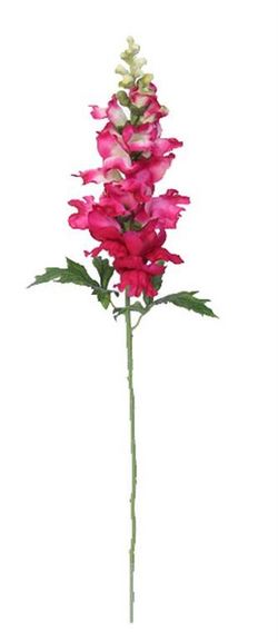 BOCA DE DRAGON (ANTHIRRINUM) FUXIA